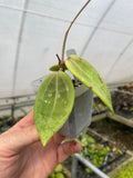 Hoya RHM 14-03