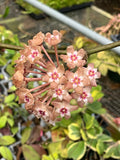Hoya RHM 14-03