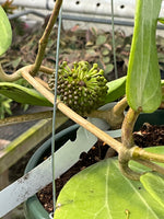 Hoya Glabra
