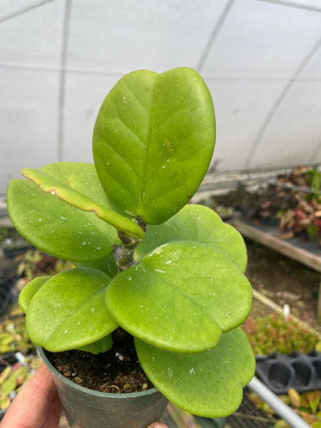 Hoya kerrii Quilted