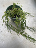 Hoya Linearis