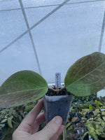 Hoya quinquenervia