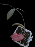 Hoya ‘Annakey’