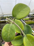 Hoya calycina Stargazer