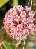 Hoya RHM 14-03
