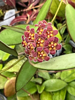 Hoya davidcummingii