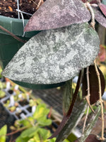 Hoya caudata ‘Sumatra’
