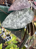 Hoya caudata ‘Sumatra’