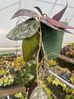 Hoya caudata ‘Sumatra’