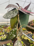 Hoya caudata ‘Sumatra’