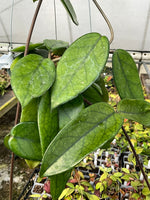 Hoya daysiantha