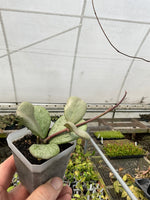 Hoya sp. Chiang Dao Silver