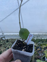 Hoya quinquenervia