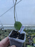 Hoya quinquenervia