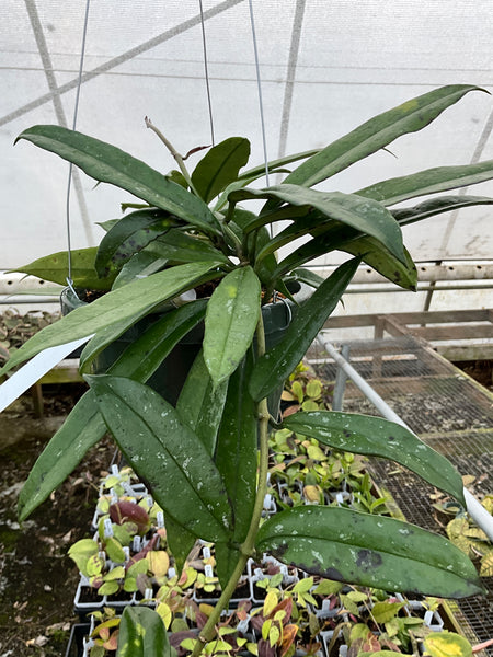 Hoya Griffithii
