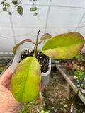 Hoya subcalva