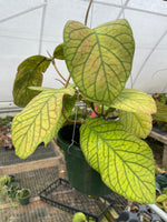 Hoya Meredith’s