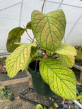 Hoya Meredith’s