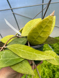 Hoya verticillata