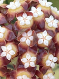 Hoya callystophylla