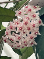 Hoya sp. Singapore
