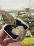 Hoya merrillii