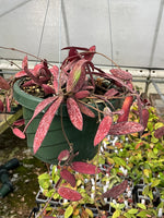 Hoya sigilatis