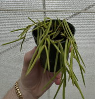 Hoya Linearis