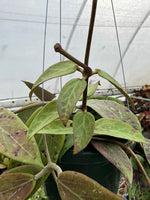 Hoya EPC 376