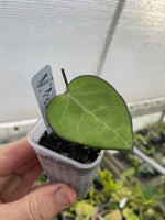 Hoya vitellina (HSL)