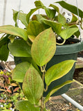 Hoya chunii ??