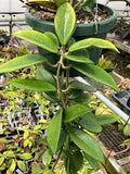 Hoya ‘Ligia’ (RHM-002)