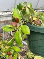 Hoya heuschkeliana albomarginata