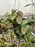 Hoya fitchii