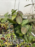 Hoya fitchii