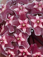 Hoya pubicalyx