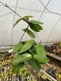 Hoya daysiantha