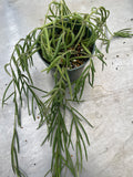 Hoya Linearis