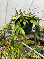 Hoya davidcummingii