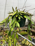 Hoya davidcummingii