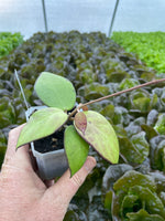 Hoya cv. Nathalie