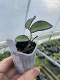 Hoya Rosita