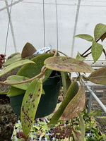Hoya EPC 376