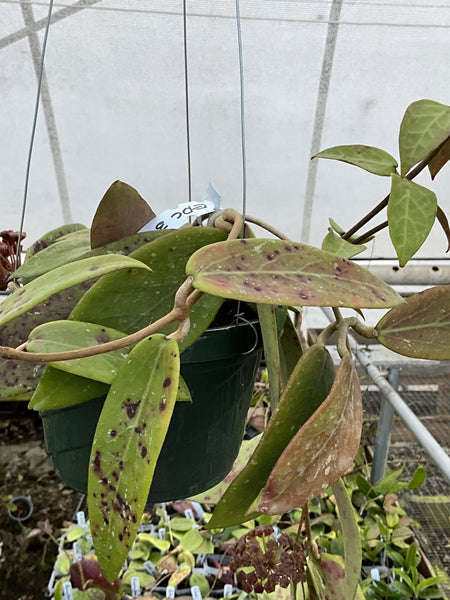 Hoya EPC 376