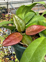 Hoya UT 029