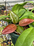 Hoya UT 029