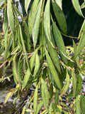 Hoya tsangii albo