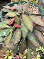 Hoya Nap016