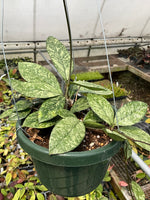 Hoya crassipetiolata silver