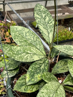 Hoya crassipetiolata silver